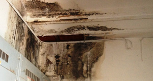 mold drywall damage and repair